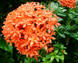 Orange FLowers