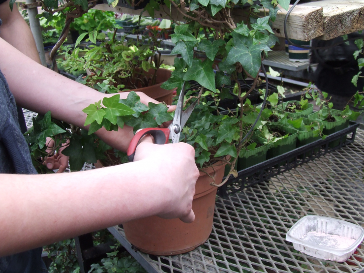 Gardening